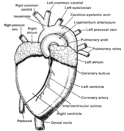 1610_external morphology of human heart.png